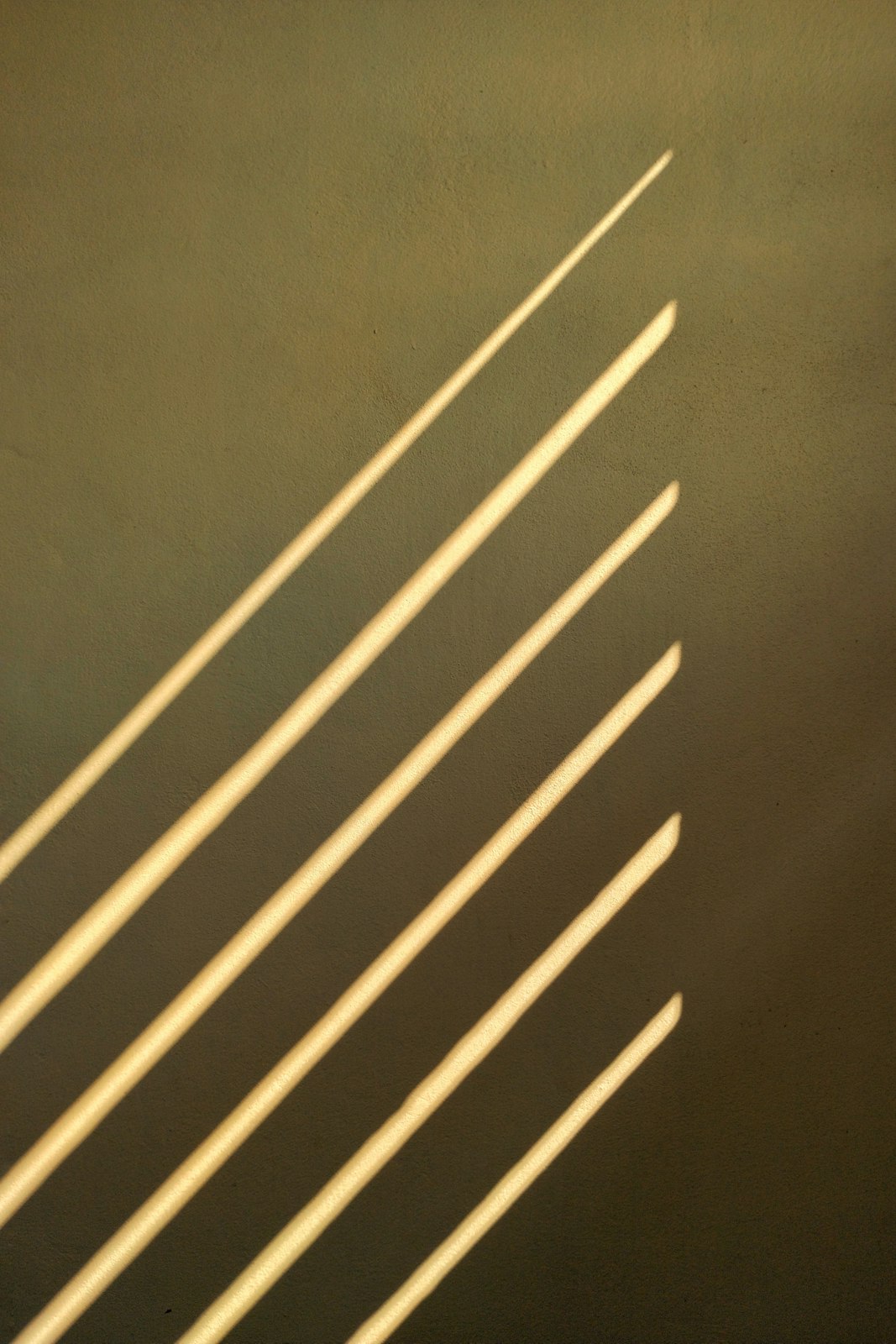 Les claustras de chêne en contre-jour